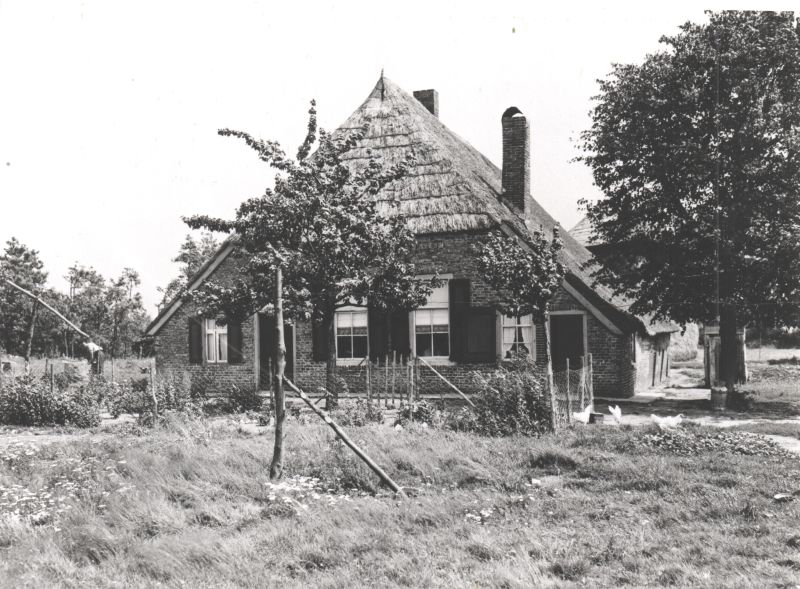 Kleine Rozeboom